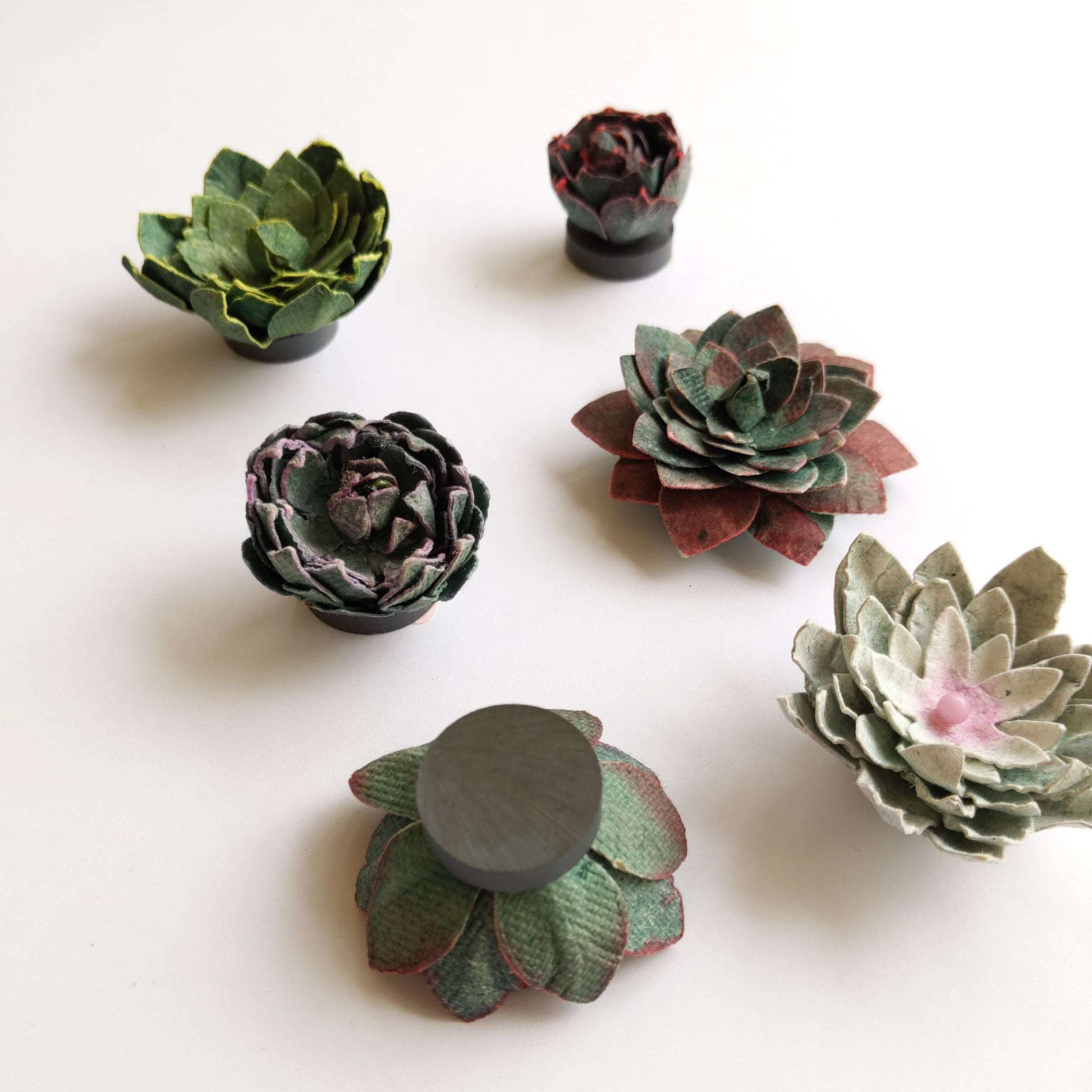 Succulent Magnet