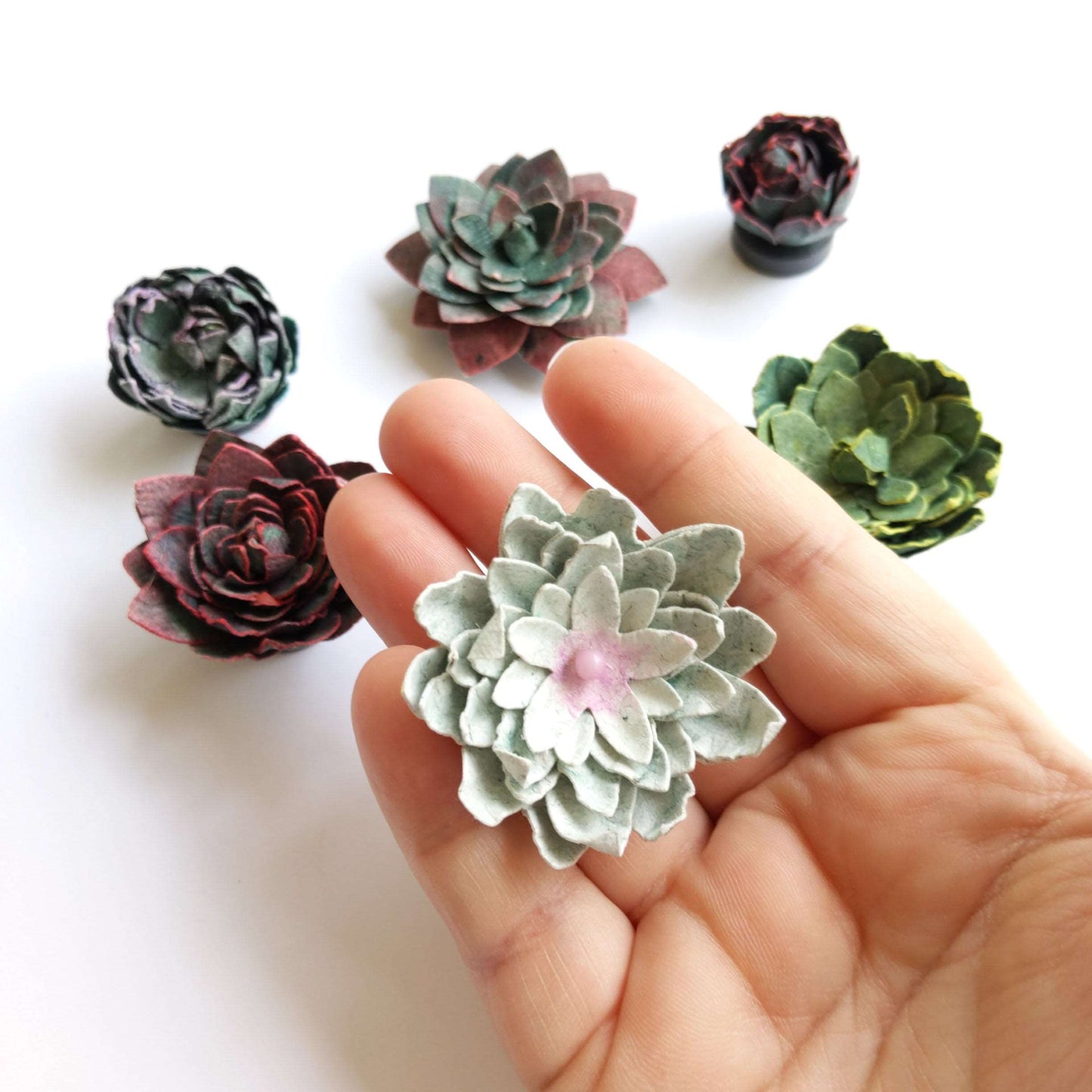 Succulent Magnet